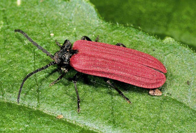 Platycis minutus ?  No, Pyropterus nigroruber